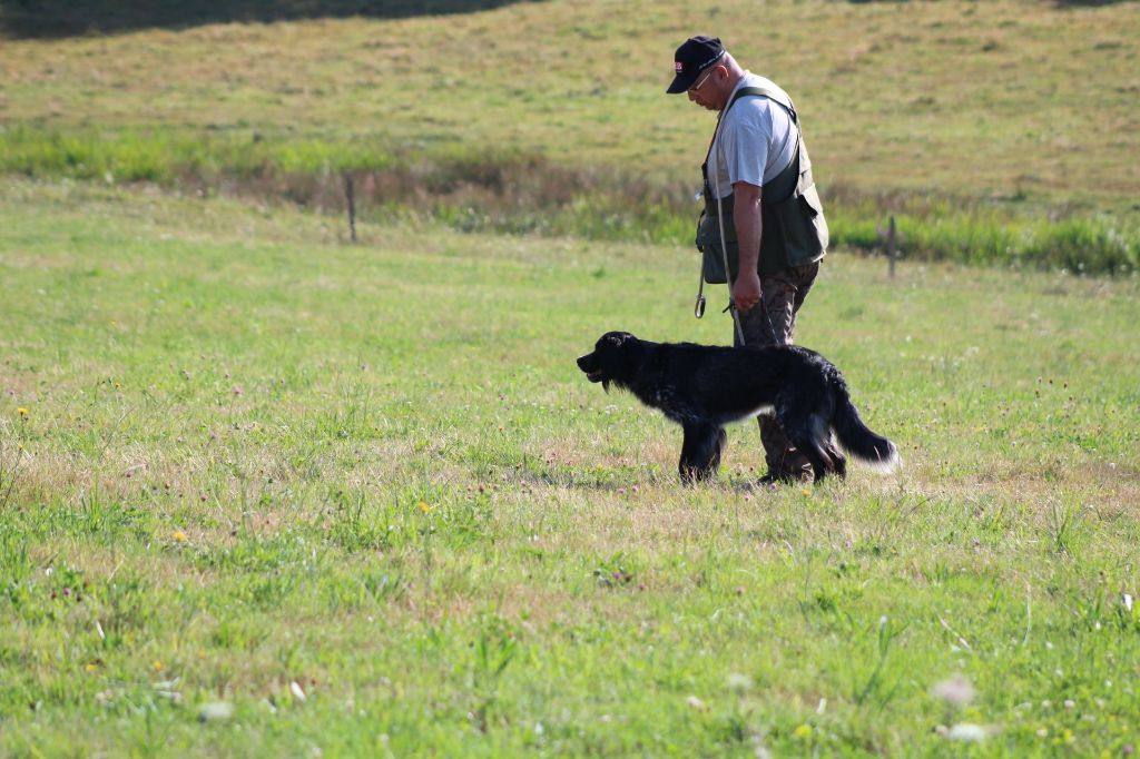 De La Belle Du Bois Jolly - Dressage LAND - Epagneul bleu de picardie
