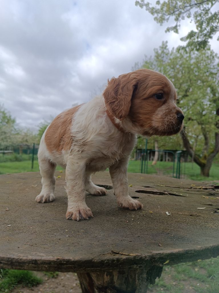 De La Belle Du Bois Jolly - Chiots disponibles - Epagneul Breton