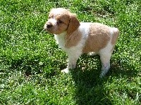 CHIOT