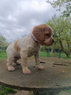 CHIOT 4