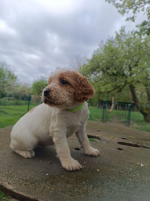 CHIOT 5